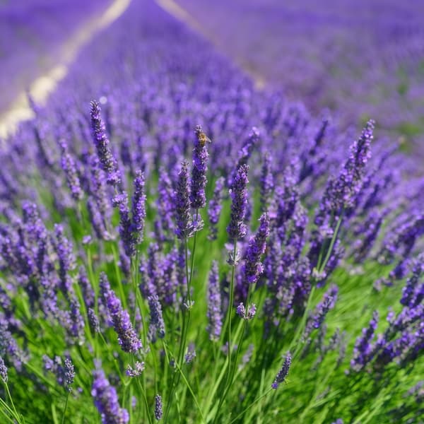 Lavender Seeds  up to 50%
