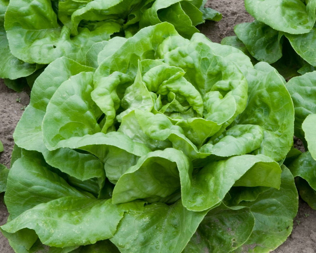 Lettuce Seeds