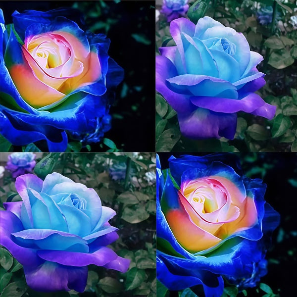 Rainbow Rose Seeds Up to 50%