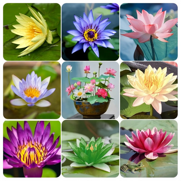Lotus Seeds  up to 50%