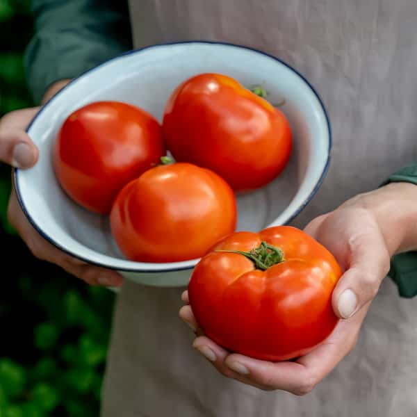 Tomato seeds up to 50%