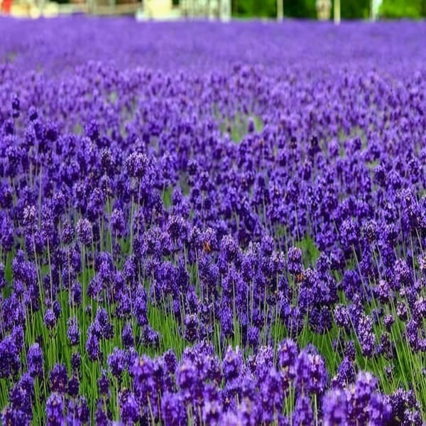Lavender Seeds  up to 50%