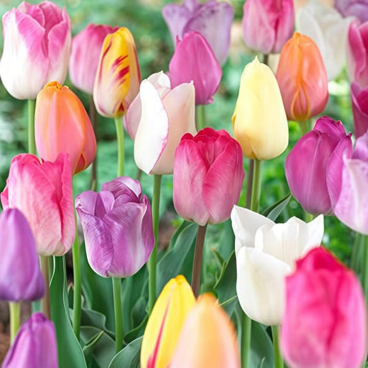 Tulip Seeds