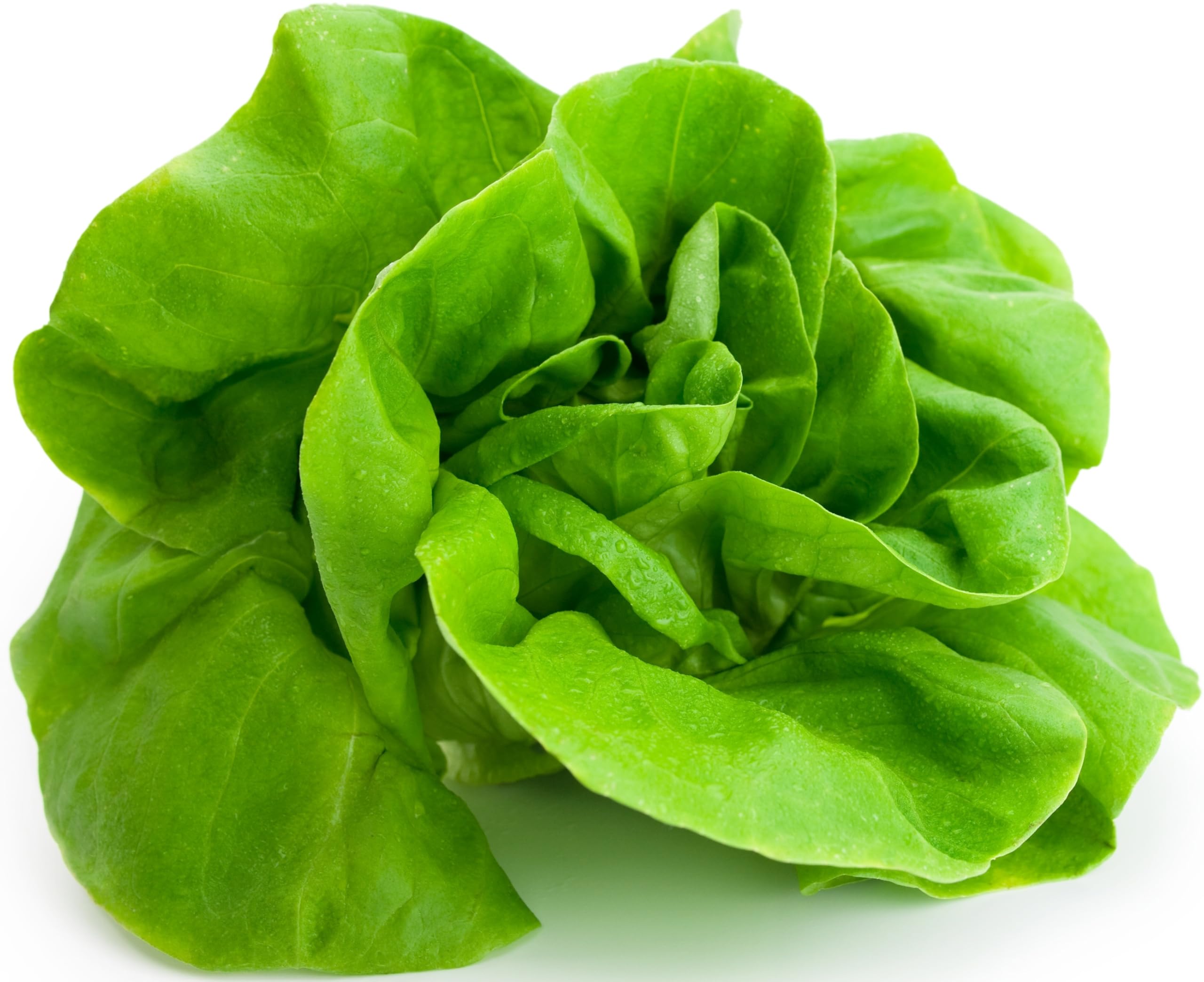 Lettuce Seeds  up to 50%