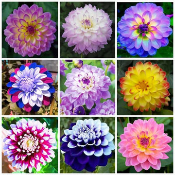 Dahlia Seeds Up to 50%