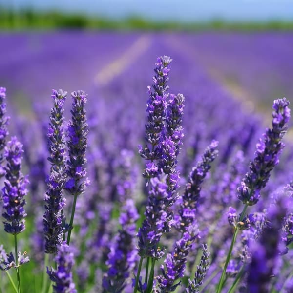 Lavender Seeds  up to 50%