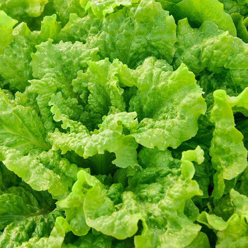 Lettuce Seeds  up to 50%