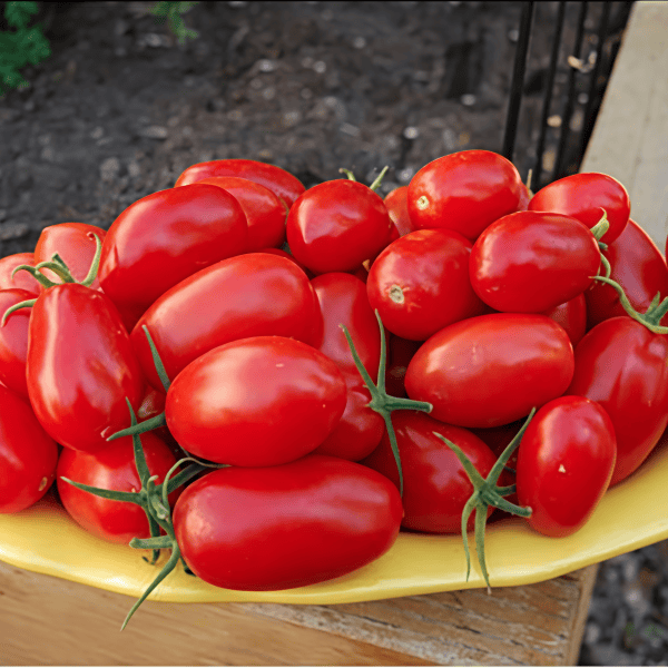 Cherry tomatoes Seeds Up to 50%