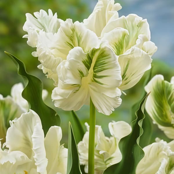 Tulip Seeds up to 50%