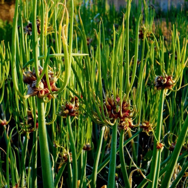 Garlic seeds