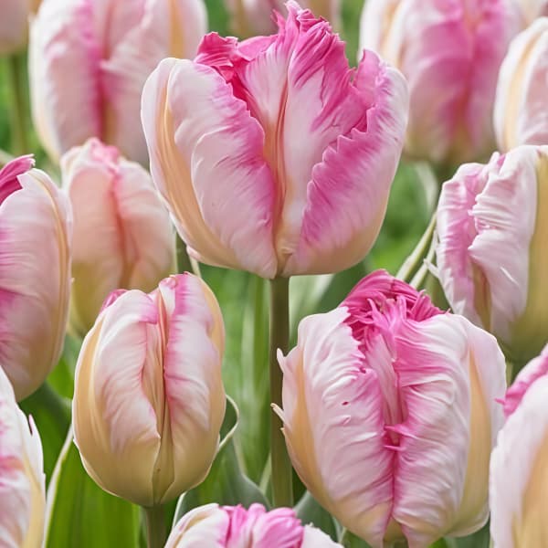 Tulip Seeds up to 50%