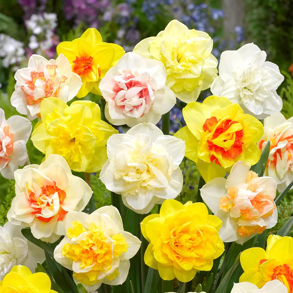 Narcissus mixed color seeds up to 50%