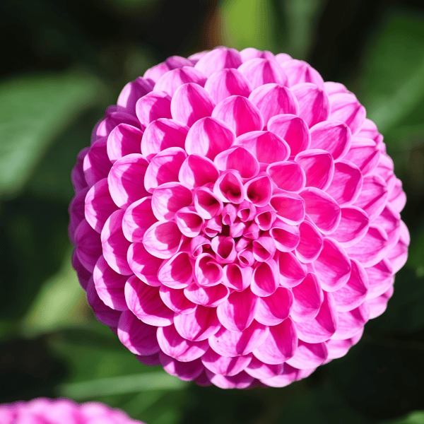 Dahlia Seeds up to 50%