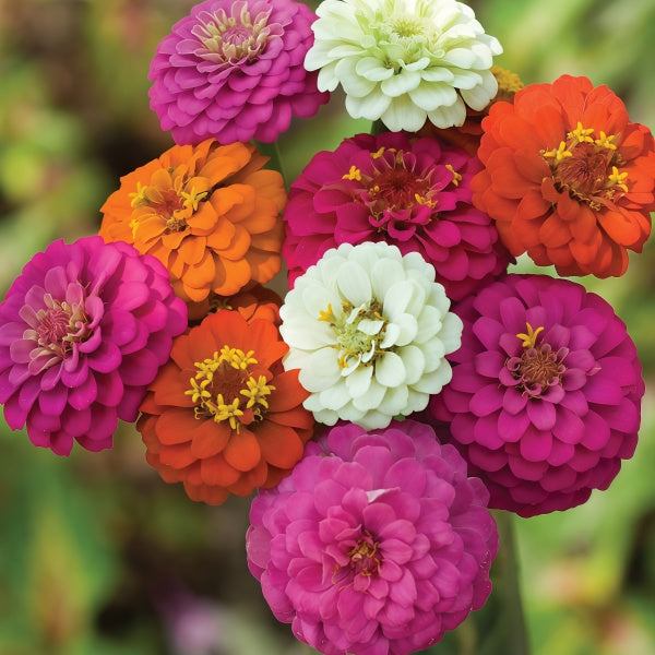 Zinnia Seeds up to 50%