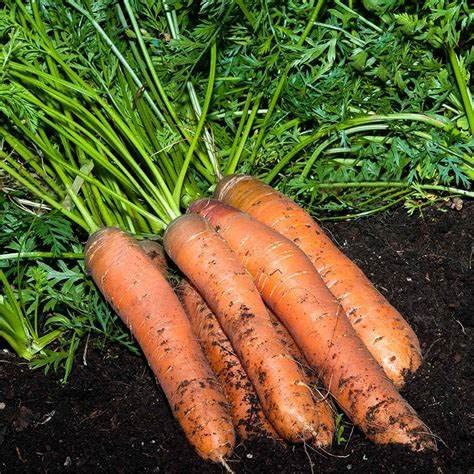 Carrot seeds up to 50%