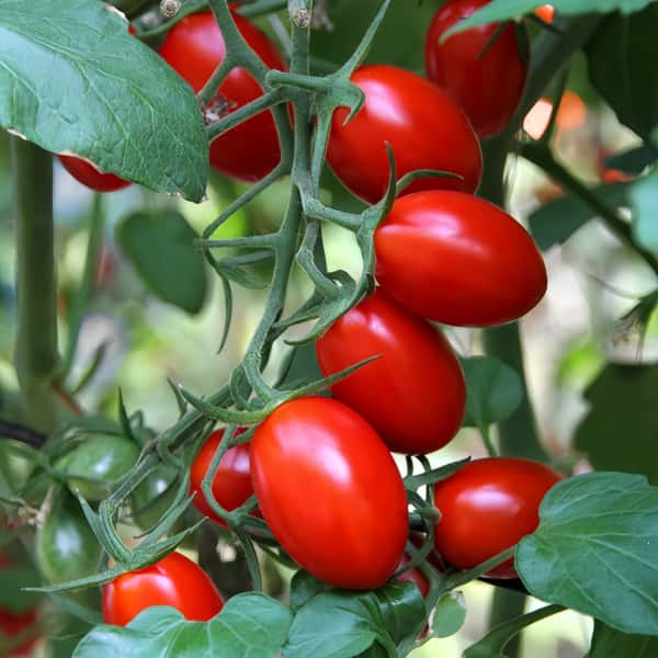 Cherry tomatoes Seeds  up to 50%