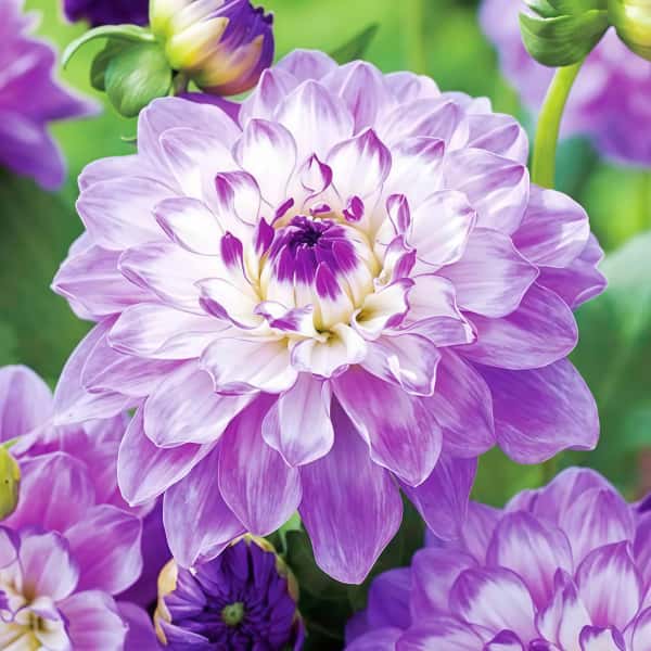 purple dahlia seeds Dahlia Seeds up to 50%