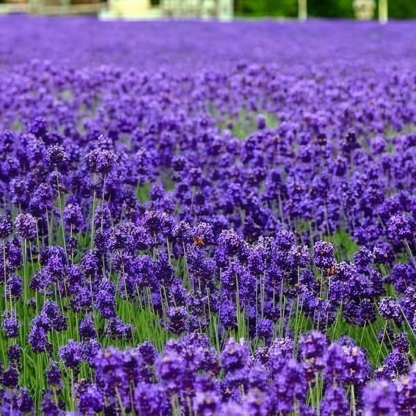 Lavender Seeds  up to 50%