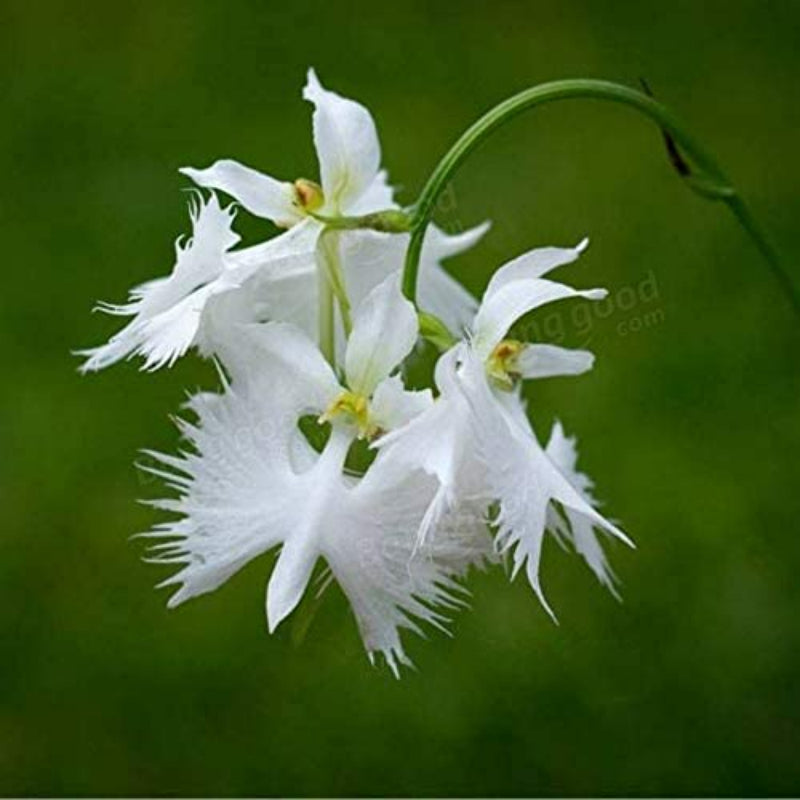 Egret Orchid seeds up to 50%