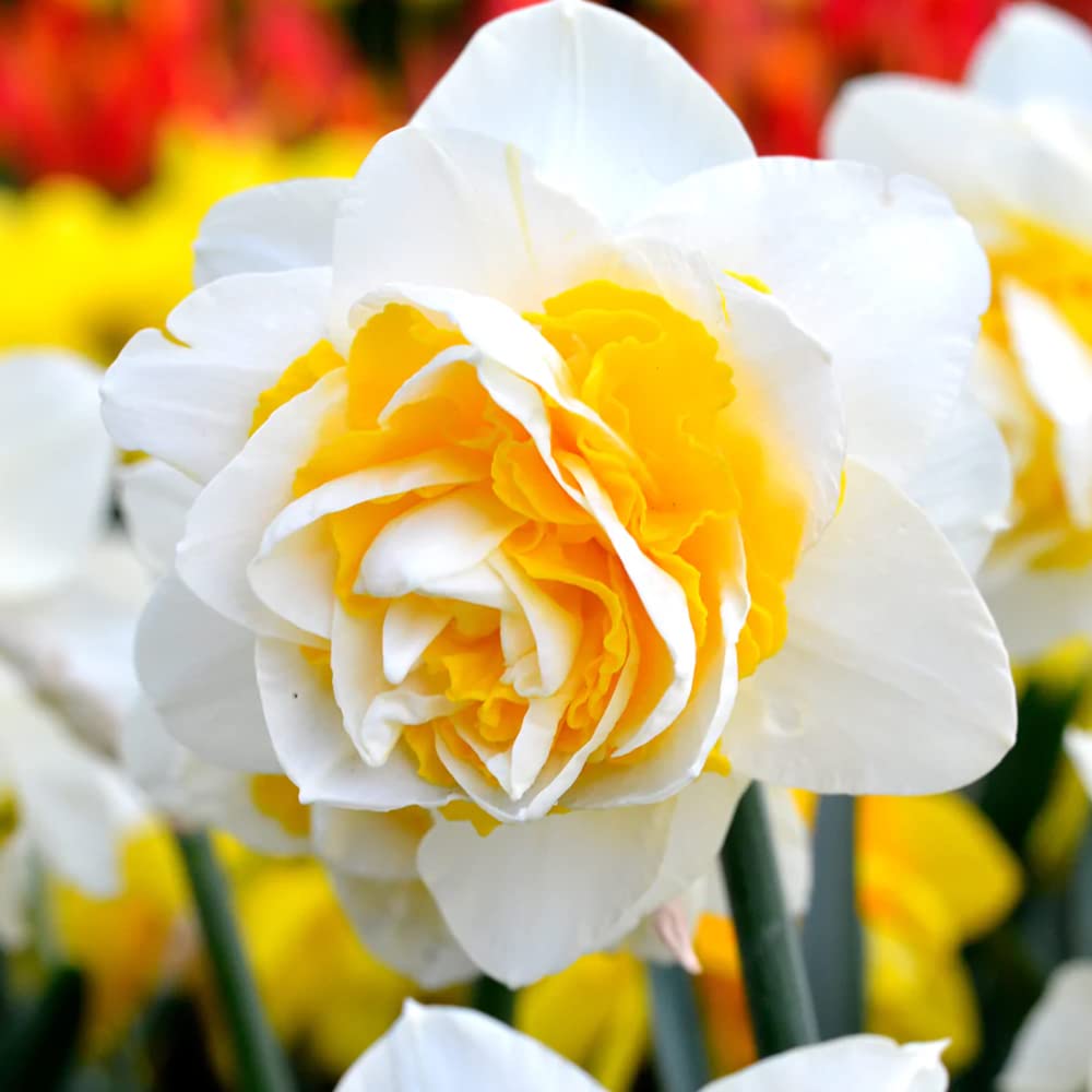 Narcissus mixed color seeds up to 50%