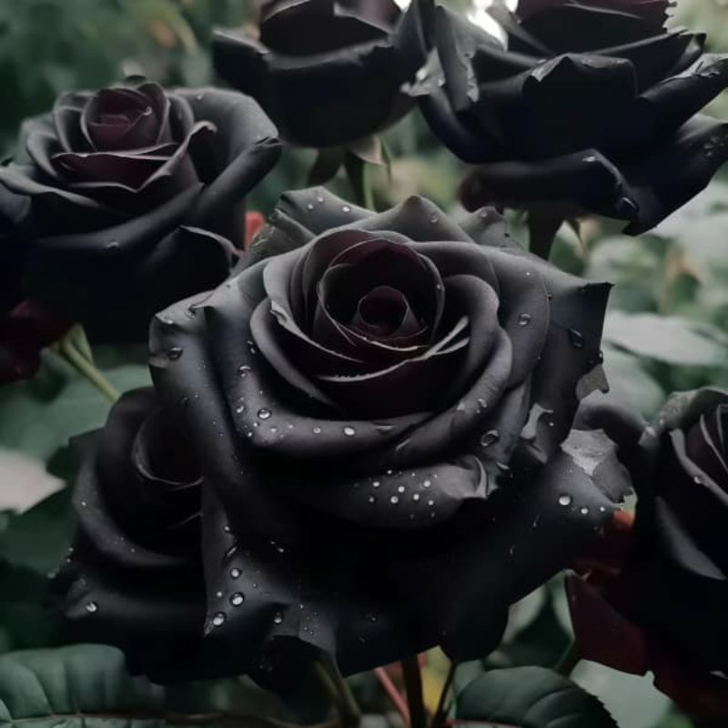 Black rose up to 50%