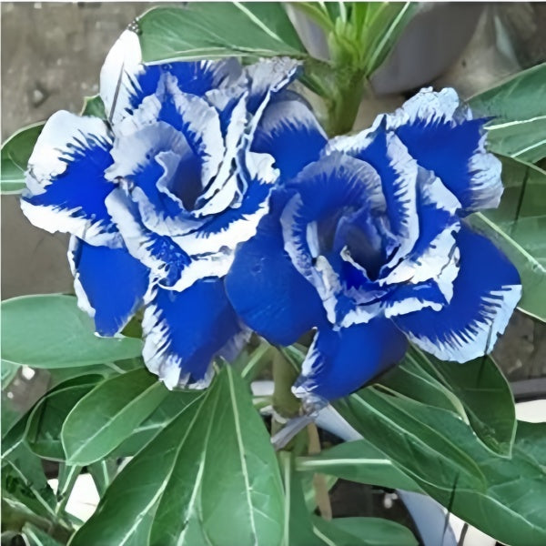 Desert Rose Flower Seeds Up to 50%