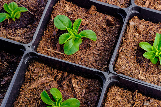 Lettuce Seeds