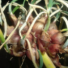 Garlic seeds