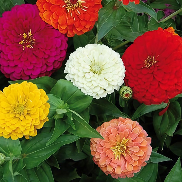 Zinnia Seeds up to 50%