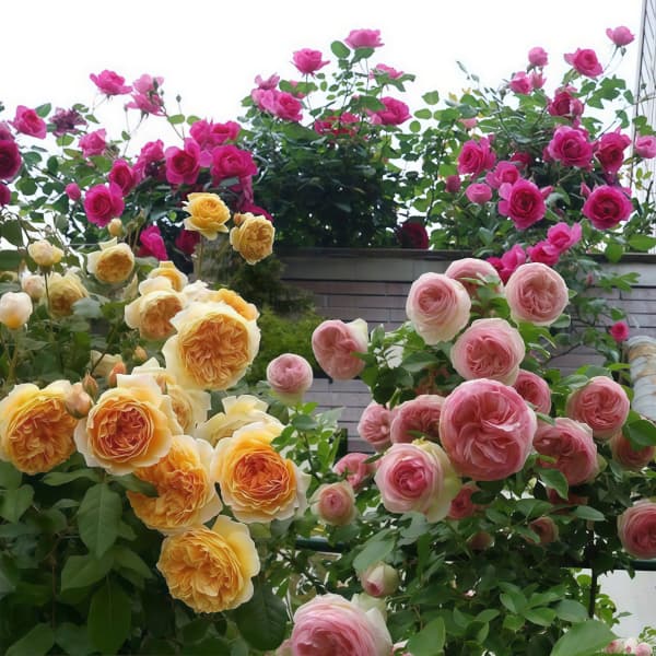 Climbing Rose Seeds - Larger Packet High Germination 2000-5000 Onsaleseeds