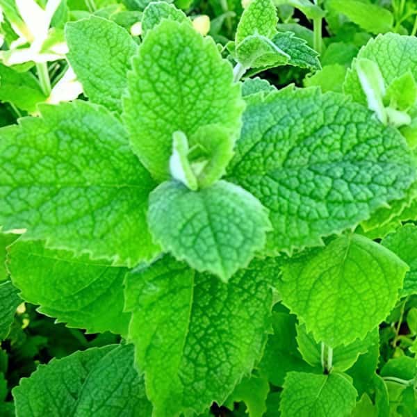 Mint Seeds up to 50%