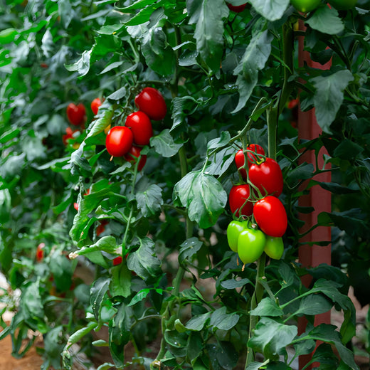 Cherry Tomato Seeds