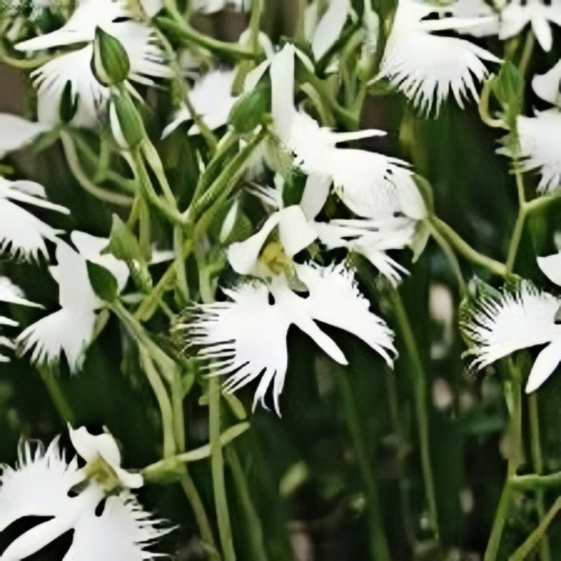 Egret Orchid seeds up to 50%