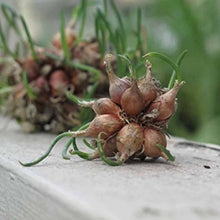 Garlic seeds