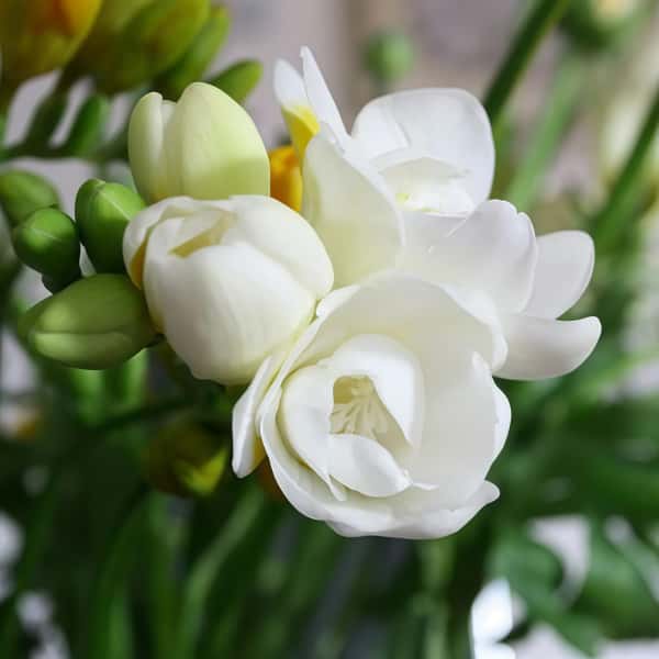 Jasmine Flower Seeds Up to 50%