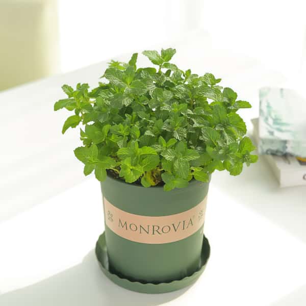 Mint Seeds up to 50%