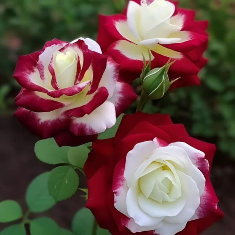 Multicolor roses up to 50%