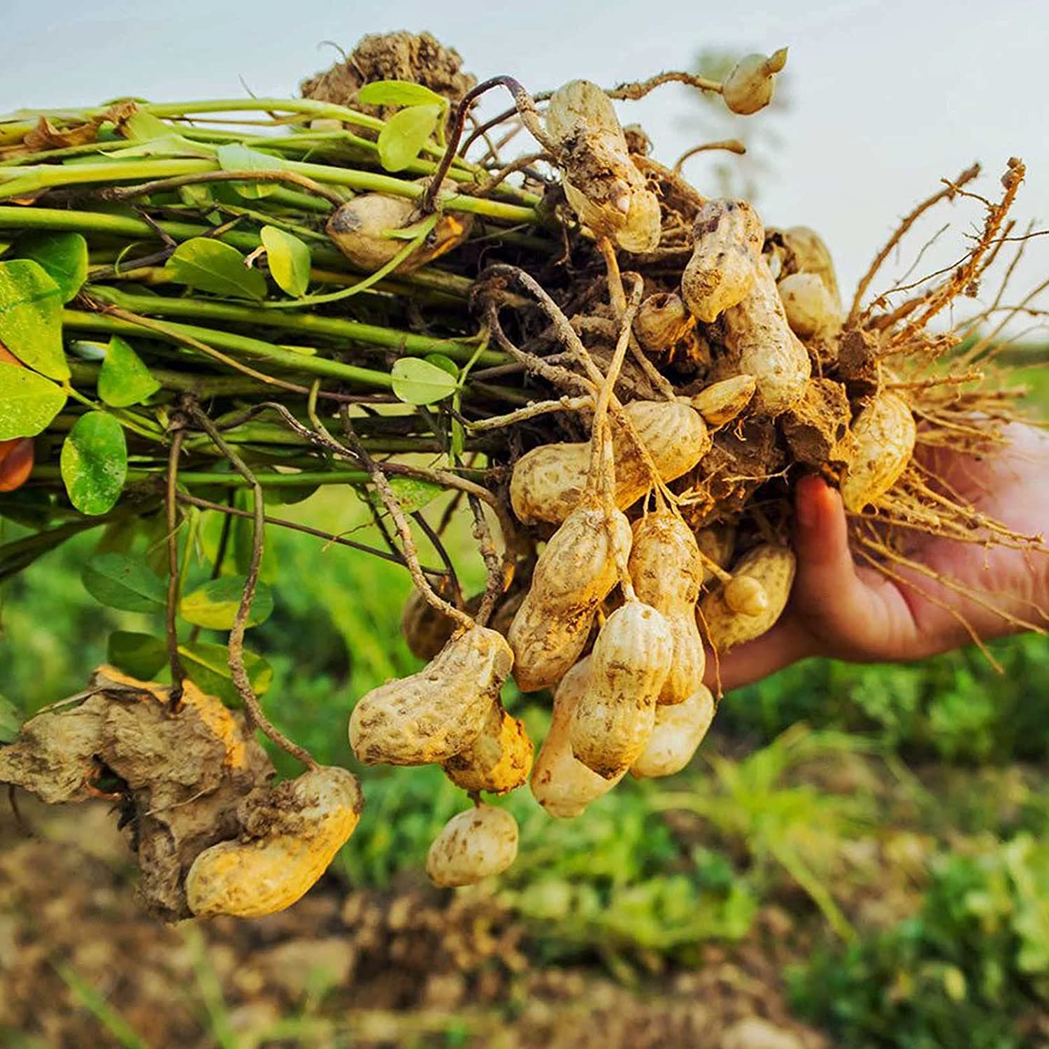 Peanut Seeds prime day up to 50%