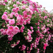 Climbing Rose Seeds