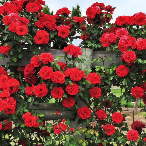 red climbing rose seeds Climbing Rose Seeds - Larger Packet High Germination 2000-5000 Onsales