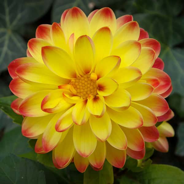 Dahlia Seeds up to 50%