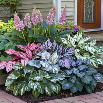 Mixed Hosta Seeds Up to 50%