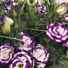 White Blue Eustoma Seeds up to 50%