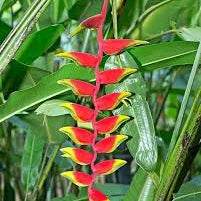 Heliconia Rostrata Seeds