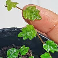 Frankincense Tree Seeds