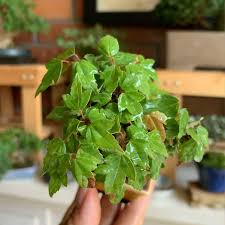 Boswellia Sacra Plant Seeds up to 50%