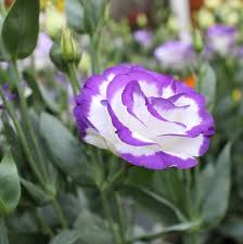 White Blue Eustoma Seeds up to 50%
