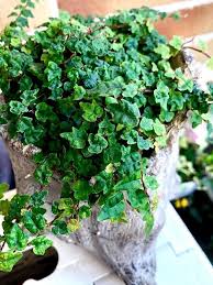 Boswellia Sacra Plant Seeds up to 50%