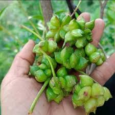 Star Anise Plant Seeds up to 50%