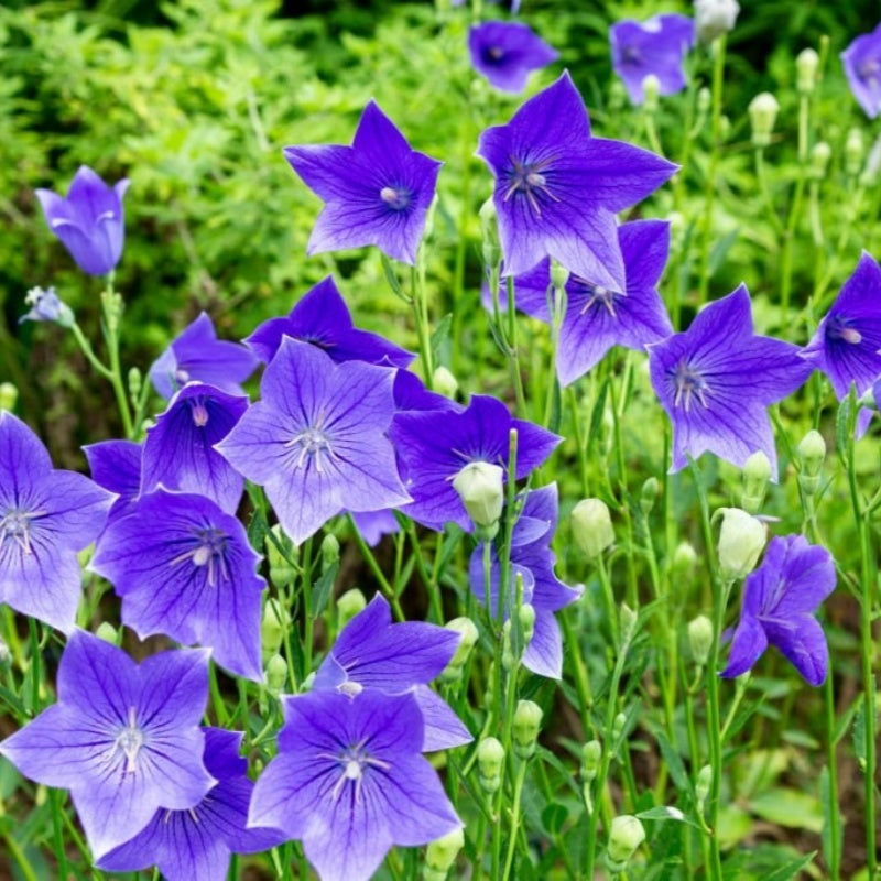 Balloon Flower Seeds Up to 50%